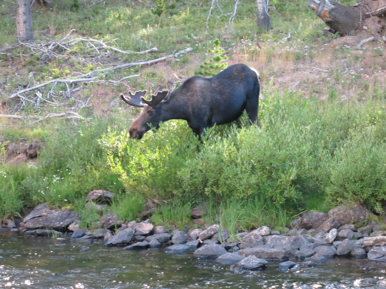 moose